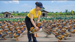 Inside the Mandarin Duck Farm: Hidden Secrets Never Revealed (PART 1)