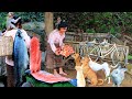 Woman give Salmon whole fish 4 dogs and monkey | 2 Rabbit 2 monkey 4 dogs 6 duck | Survival Skills