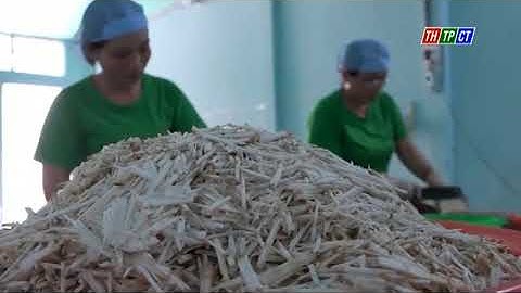 Trà mãng cầu xiêm từ vùng đất Ngã Năm Sóc Trăng có gì đặc biệt - THTPCT Cần Thơ