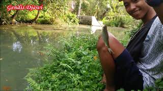 SURGANYA MANCING WADER DAN KEPEK YANG MLENUK-MLENUK ll JOGOKERTEN, TRIMULYO, SLEMAN