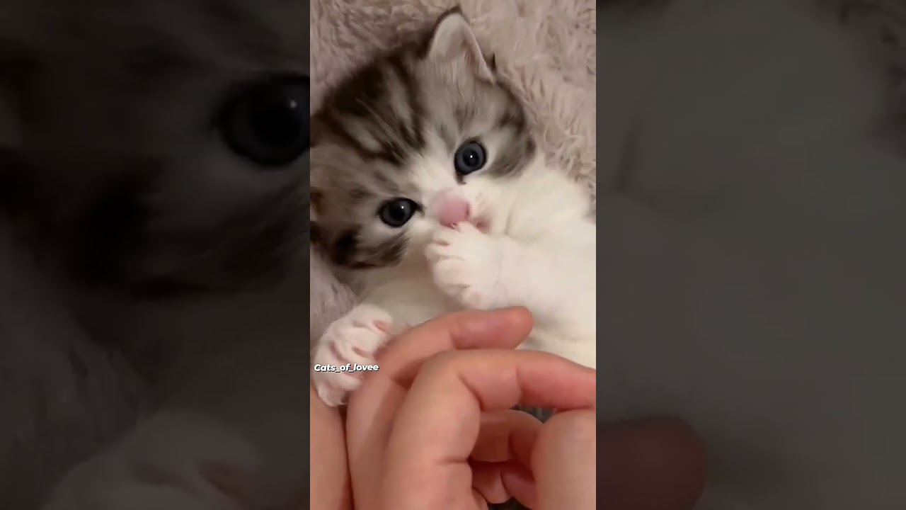 Adorable Cat Moments! 😍🐾 