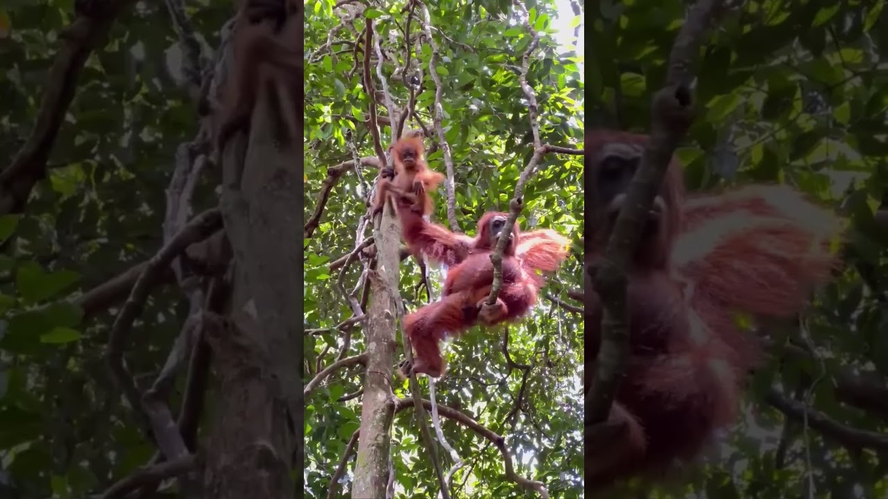 Bukit Lawang Trekking