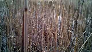 Spring Peepers Calling I - March 21, 2012