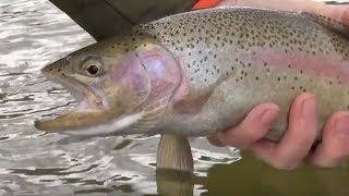 Big Sky Outdoors - Fishing the Skwala hatch on the Bitterroot River