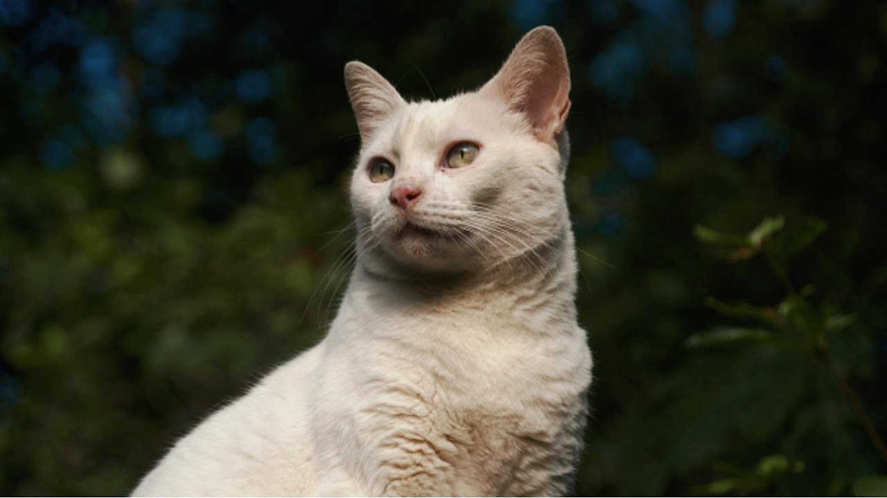 Meu Quintal - Cinematic Video [ Sony A6300 + 18-200 mm F3.5-6.3 ]