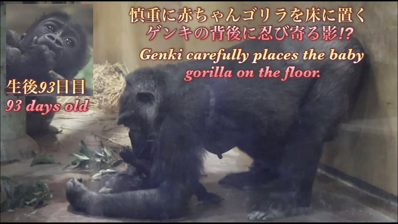Горилла⭐️Момотаро тайком наблюдает из-за спины, как Генки тренируется класть своего детеныша на пол.
