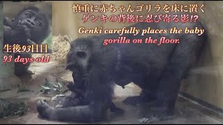 赤ちゃんゴリラを床に下ろす練習をする妻ゲンキを、背後からこっそり見守るモモタロウ?⭐️Gorilla【京都市動物園】Genki places the baby gorilla on the floor