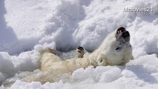必死なデナリ