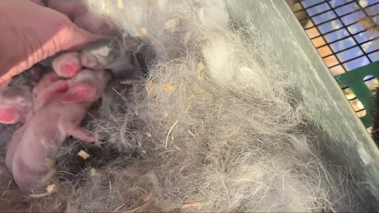 2 day old baby English Lop baby rabbits!