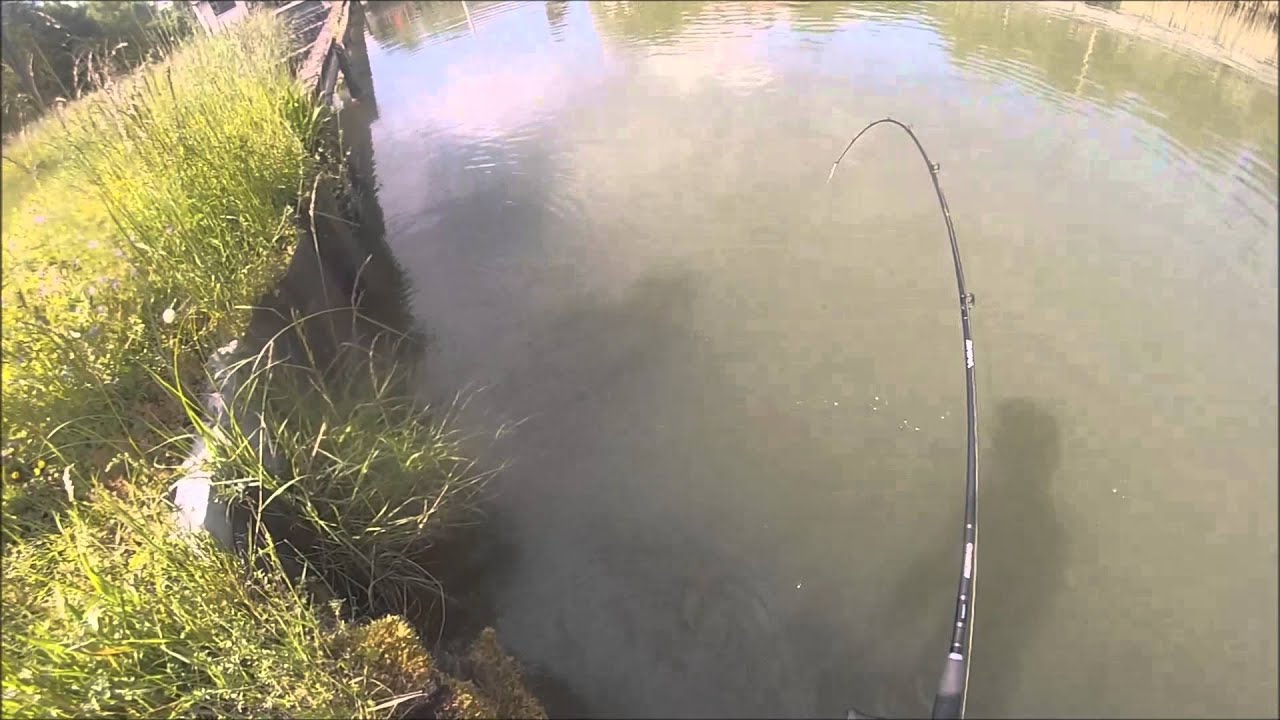 silure en canal au plomb palette.