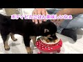 ボディビルご飯を美味しそうに食べる豆柴の女の子【ささみちゃん】