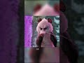 The Wild Robot (2026) #movie #clip #new #short