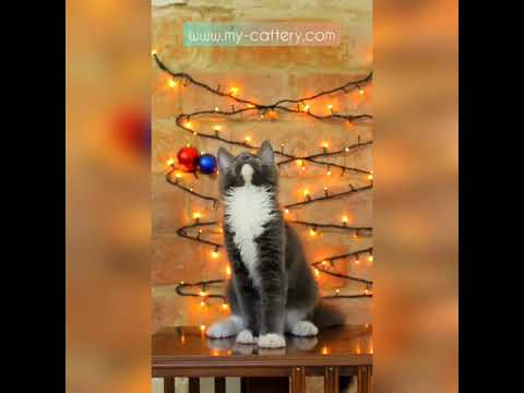 Christmas playful kitten maine coon,  Fabris Fire Stone