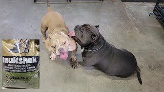 What Do You Feed Your American Bullies???