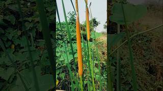#cattails #naturephotography #wetlands #botany #wildlifehabitat #naturelovers #outdoorlife😲