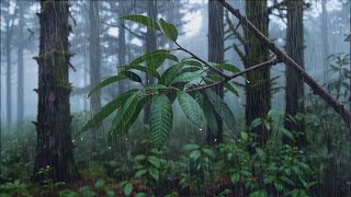 Download Lagu Zachte regen op bladeren — Therapeutische klanken voor wie moeilijk slaapt MP3