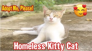 Abandoned Cat Live lonely In Public Places | Weak Street Kittens In The Nest | Abandoned Animals TV