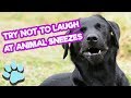 Try Not To Laugh At Animal Sneezes | Funny Pet Compilation | #thatpetlife