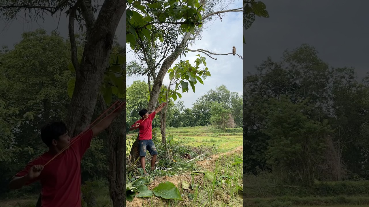 catching an owl using a slingshot 