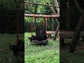 Look at those legs 😂Milagro is really on his chill time #moonbear #animalsasia #happyanimals