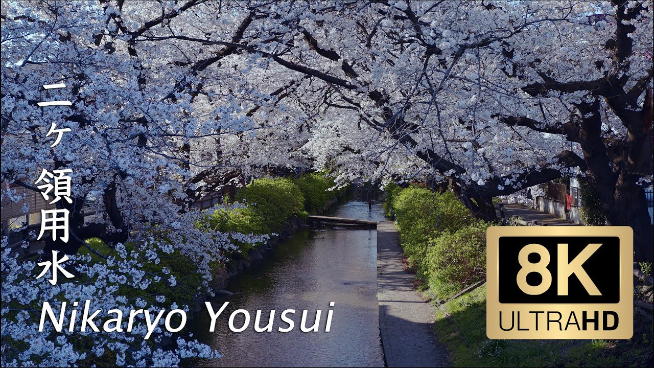 Nikaryo Yousui Cherry Blossoms - Kawasaki - 二ヶ領用水 - 8K - YouTube