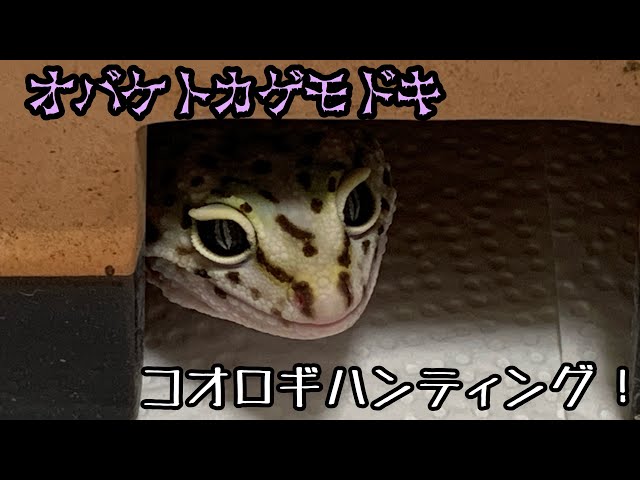 オバケトカゲモドキのコオロギハンティング Youtube