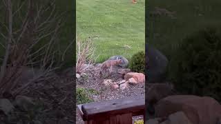 Wild Fox Cubs Spotted Playing With Mother in Backyard