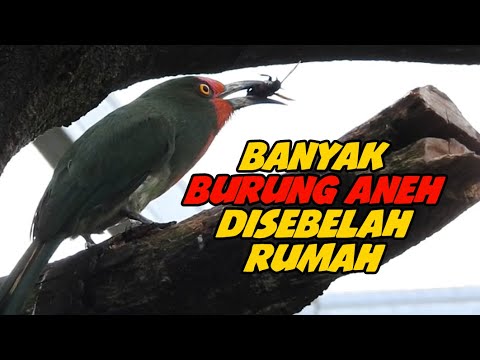 DI SAMPING RUMAHKU BANYAK PULUHAN BURUNG-BURUNG BERNYANYI RIANG DAN ...