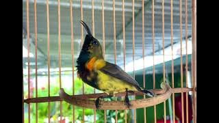 5 Màu Bụng Trắng. Chuẩn Chim Miền Trung .