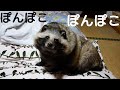 ありふれた冬の夜のありふれたたぬきの行動