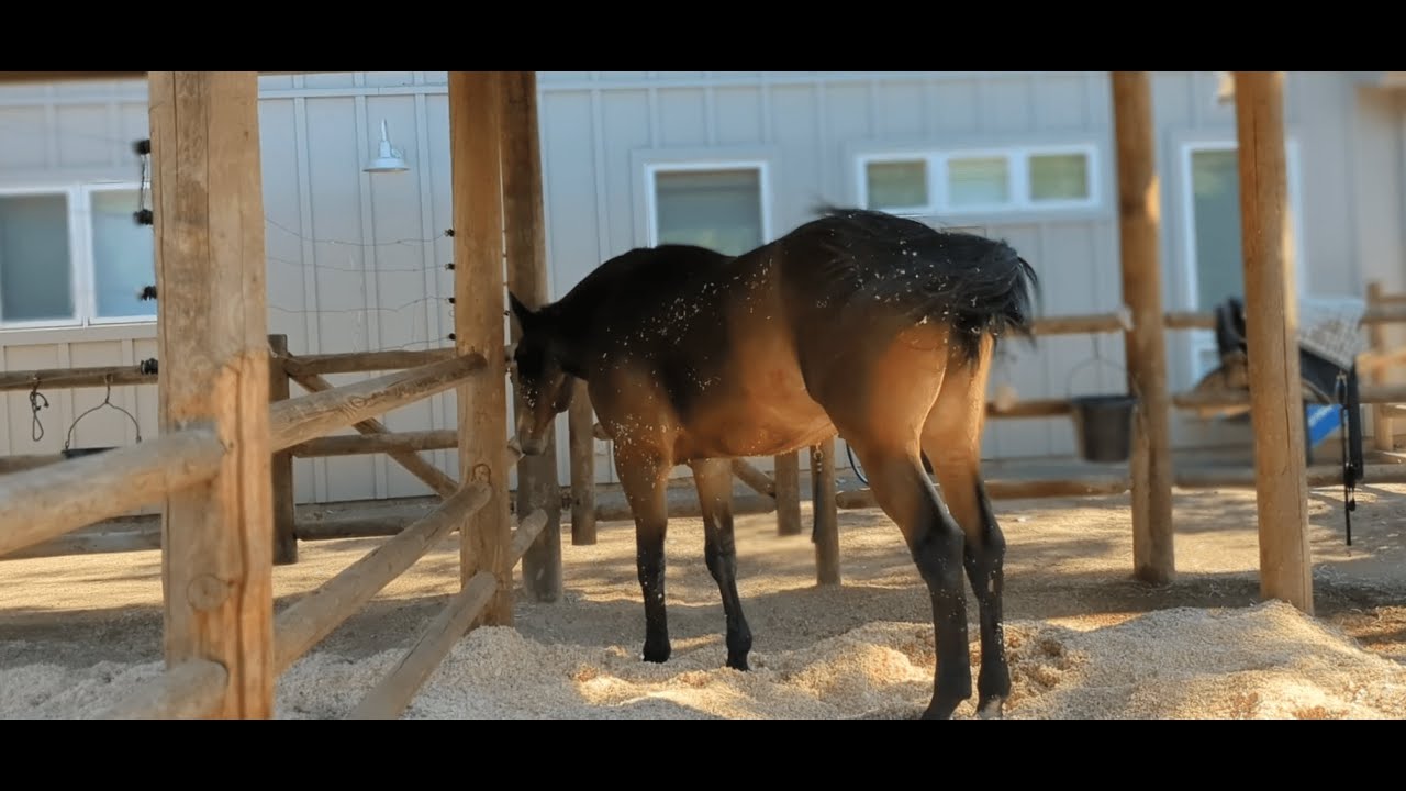 Shake it Horse 🐎📸 | Wildlife House 