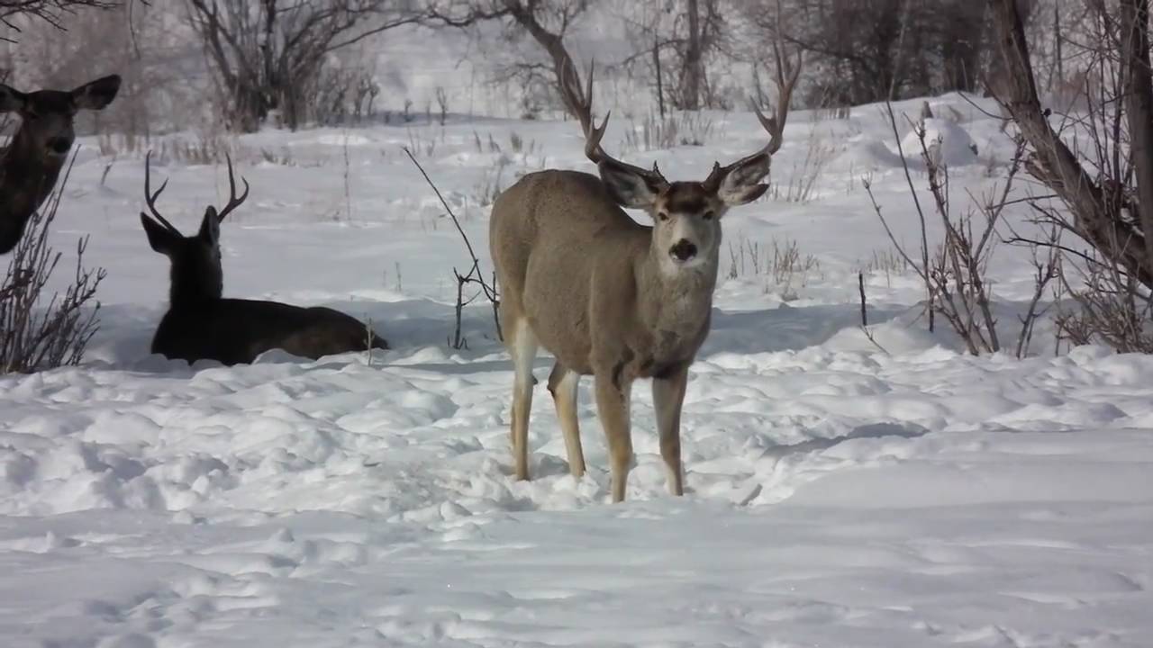 Mule Deer Wintering In Utah Taken With FujiFilm HS10 YouTube mule-deer-wintering-in-utah-taken-with-fujifilm-hs10-youtube