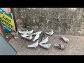 Udane wale punjabi kabootar ki  bilal khan pigeon lover