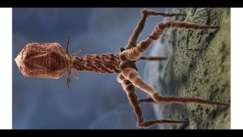 The Secret Life of Viruses