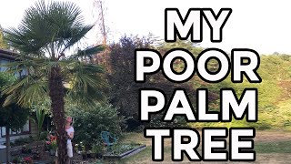 MY POOR PALM TREE. DO YOU HAVE ANY SUGGESTIONS ON HOW TO SAVE MY WINDMILL PALM?