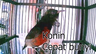 Konin nggacor pagi subuh cocok untuk pancingan konin muda belajar bunyi