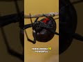 Black Widow Spider  Misunderstood Danger &amp; Vital Role #shortvideo #viralshort