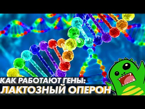 Видео: У каждого гена есть промотор?