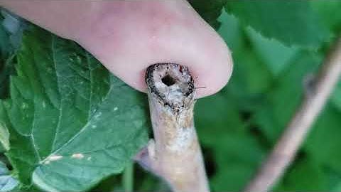 20200710 Raspberry Cane Bore 1