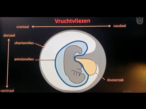 Video: Wat is de normale grootte van een dooierzak?