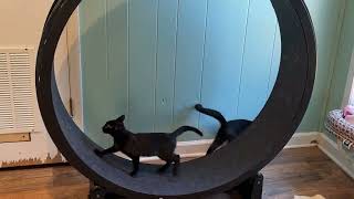 Crazy Kittens On Exercise Wheel
