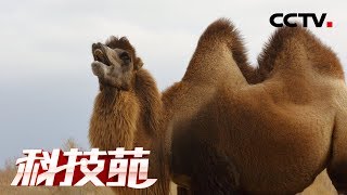 《科技苑》戈壁养驼有新招 20190307 | CCTV农业