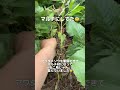 ひまわりの害虫駆除🌻アワダチソウグンバイムシが大量発生したのは私のせいでした