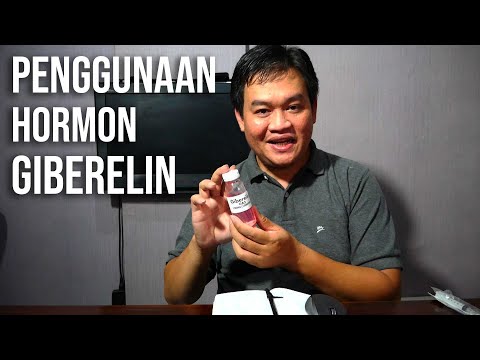 Video: Asam Suksinat Untuk Tanaman: Aplikasi Dalam Tablet Untuk Bunga, Indikasi, Cara Mengencerkan Dan Air, Dosis, Proporsi Untuk Pemberian Makan