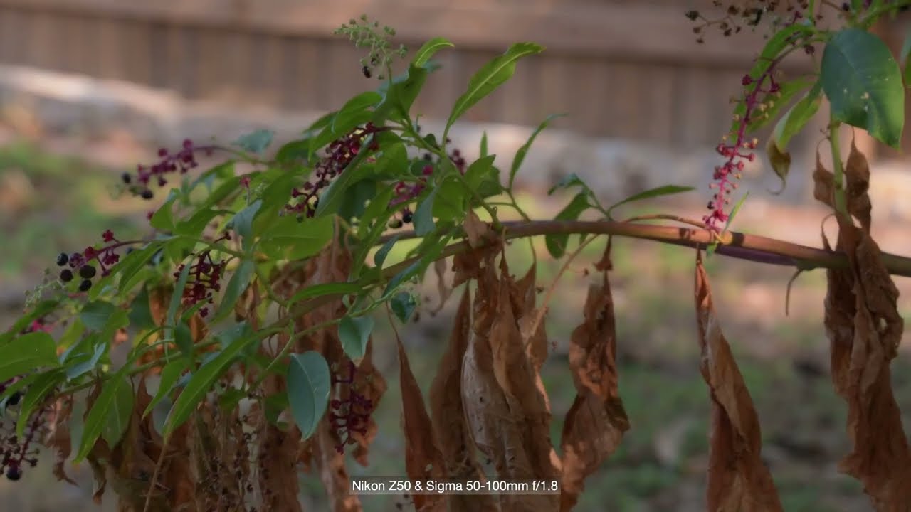 Nikon Z50 & Sigma DX 50-100mm f/1.8 Lens on 2024/11/11 - YouTube