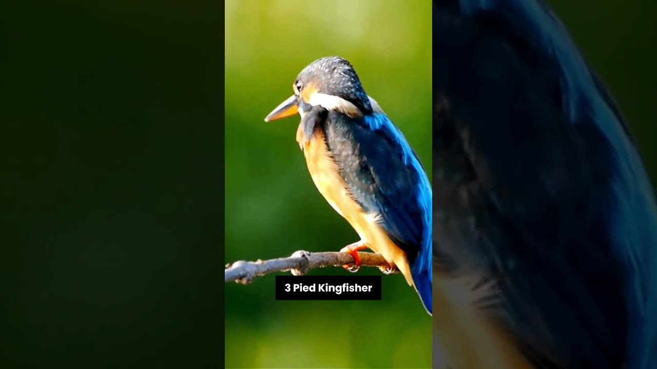 Exploring the Fascinating World of Kingfisher  | Interesting Facts | The Beast World