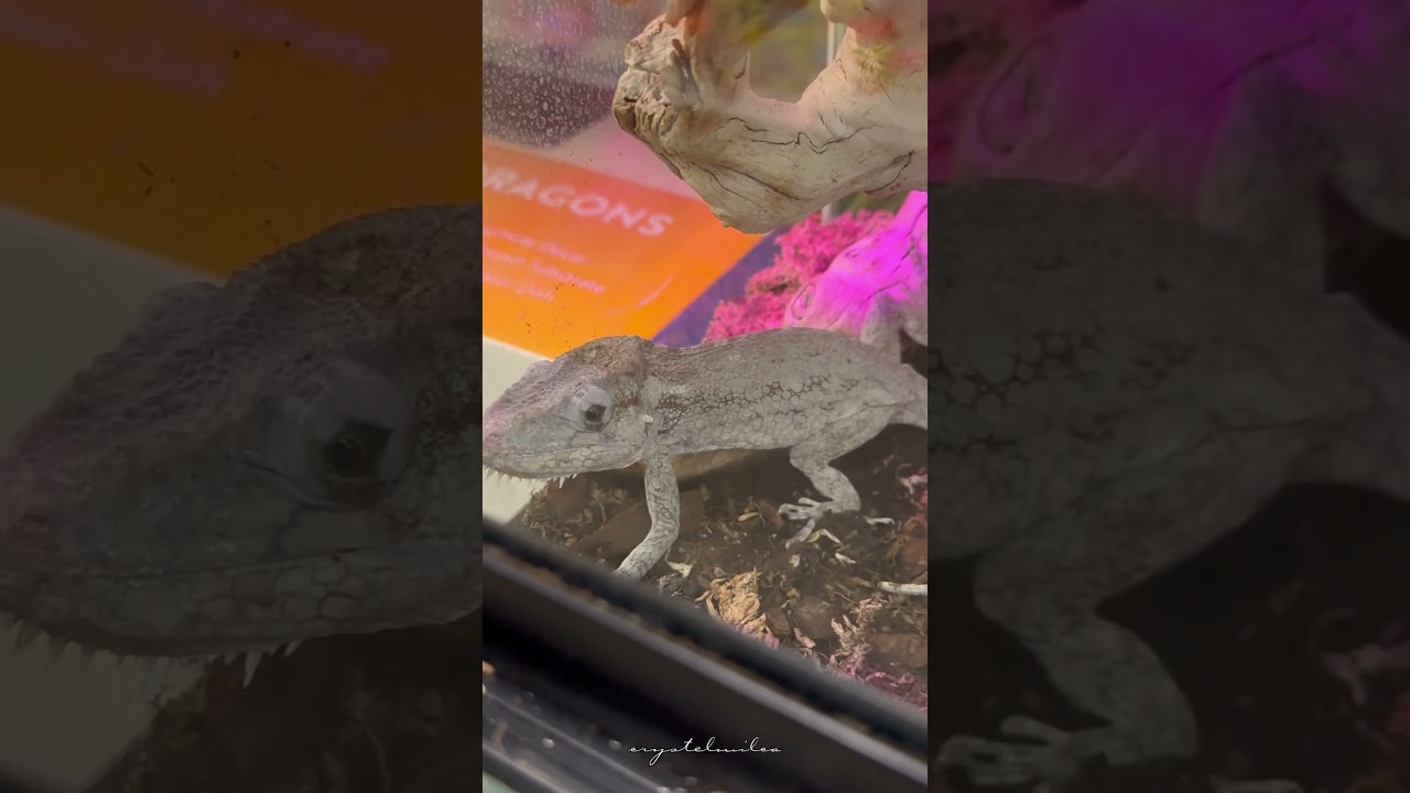 Cuban False Chameleon | PetSmart 