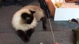 Ragdoll cat vs Mainecoon cat play 😂 see the difference