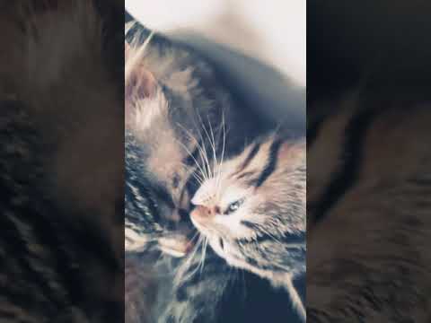 Anne oğul aşkı 😻