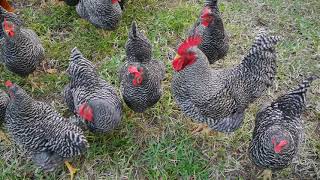 5 month old barred rock chickens